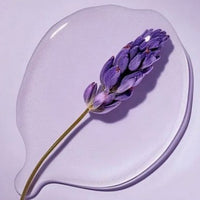 Lavender Essential Oil