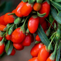 PhytoCell™ Goji