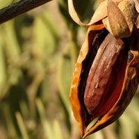 Jojoba beads