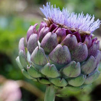 Artichoke Leaf Extract